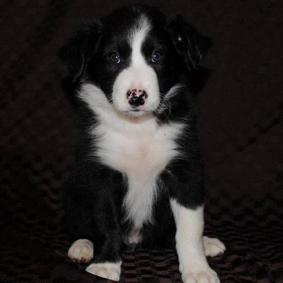 Meet your Posher, Shannon - Picture 1 of 1